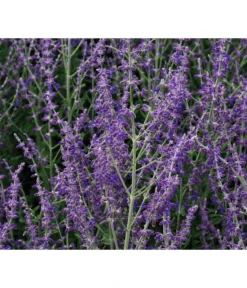 Blauraute 'Blue Spire' -Compo Verkaufsgeschäft 7302631 WE MO 001 PerovskiaLittleSpireTBlauraute