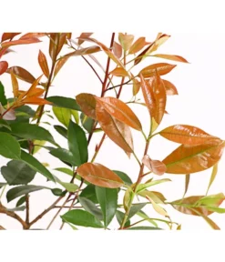 Purpur-Glanzmispel 'Red Robin' -Compo Verkaufsgeschäft 7305626 WE DE 001 PhotiniaGlanzmispelRedRobin2LDehnerExpressHerzig