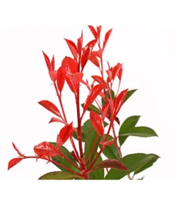 Purpur-Glanzmispel 'Glanzkopf' -Compo Verkaufsgeschäft 7306111 WE DE 001 PhotiniaGlanzmispelGlanzkopf5LDehnerExpressHerzig