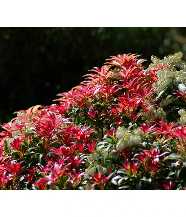 Dehner Schattenglöckchen, Japanische Lavendelheide 'Forest Flame' 2 Dehner Schattenglöckchen, Japanische Lavendelheide 'Forest Flame' – Bild 2