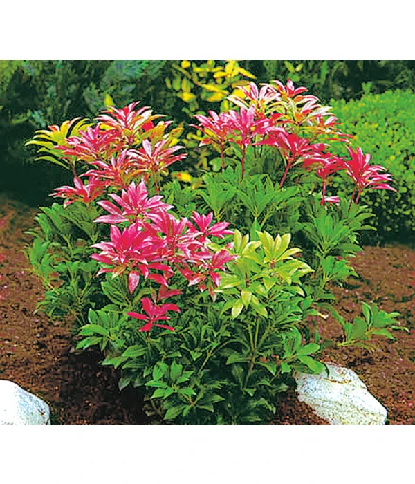 Dehner Schattenglöckchen, Japanische Lavendelheide 'Forest Flame' 1 Dehner Schattenglöckchen, Japanische Lavendelheide 'Forest Flame'