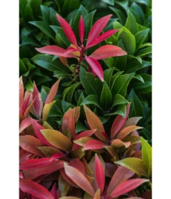 Dehner Schattenglöckchen, Japanische Lavendelheide 'Mountain Fire' -Compo Verkaufsgeschäft 7322696 PR DE 002 PierisJaponicaMountainFire