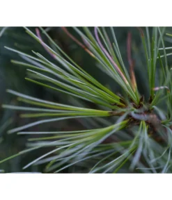 Dehner Weymouths-Kiefer 'Blue Shag' -Compo Verkaufsgeschäft 7340052 PR DE 001 PinusStrobusBlueShagRet