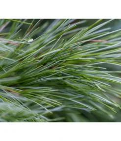 Dehner Weymouths-Kiefer 'Blue Shag' -Compo Verkaufsgeschäft 7340052 PR DE 002 PinusStrobusBlueShagRet