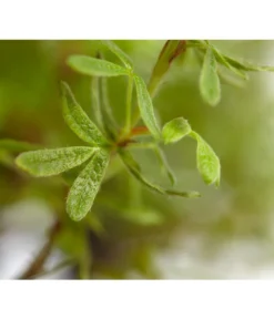 Fingerstrauch -Compo Verkaufsgeschäft 7353790 WE DE 001 FingerstrauchPotentillaFruticosaRedAceDehnerExpressZS