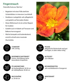 Fingerstrauch -Compo Verkaufsgeschäft 7353790 WE IG 001 Fingerstrauch