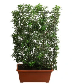 Portugiesischer Kirschlorbeer 'Brenelia', Ca. 170 Cm