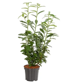 Kirschlorbeer 'Genolia'