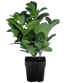 Titelseite -Compo Verkaufsgeschäft 7360134 WE FS 001 PrunusLaurocerasusEtnaKirschlorbeer2L