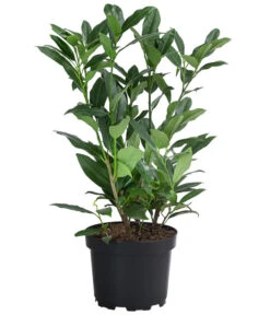 Titelseite -Compo Verkaufsgeschäft 7360357 WE FS 001 PrunusLaurocerasusHerbergiiKirschlorbeer2L 1