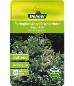 Portugiesischer Kirschlorbeer 'Angustifolia' -Compo Verkaufsgeschäft 7362833 PortugiesischerKirschlorbeerAngustifolia Etikett 1