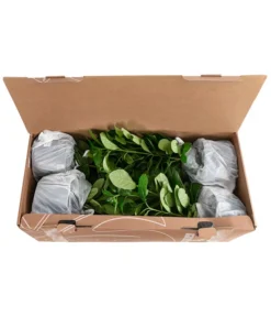 1-1,5 Meter Kirschlorbeer 'Novita', 5 X Ca. 40-50 Cm -Compo Verkaufsgeschäft 7363104 PR FS 002 PrunusLauroceraususNovita1MeterDehnerExpressHerzig