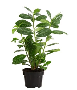 Titelseite -Compo Verkaufsgeschäft 7363104 PR FS 003 PrunusLauroceraususNovita1MeterDehnerExpressHerzig