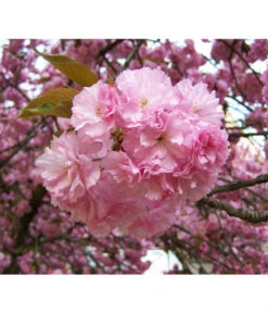 Nelken-Kirsche 'Kanzan'