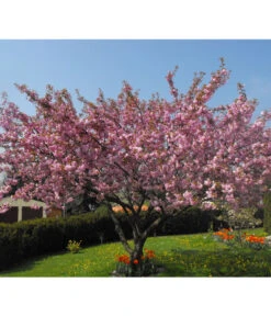 Nelken-Kirsche 'Kanzan' -Compo Verkaufsgeschäft 7366404 PR MO 001 PrunusKanzanPixabay