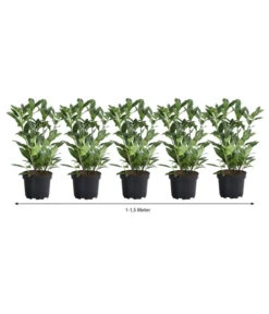 1-1,5 Meter Kirschlorbeer 'Herbergii', 5 X Ca. 60-70 Cm