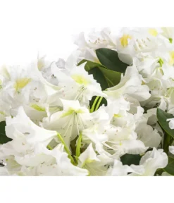 Rhododendron, 5 L -Compo Verkaufsgeschäft 7441165 WE DE 001 RhododendronWeiss5L