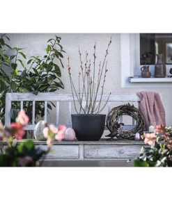 Rotkätzchenweide, Busch -Compo Verkaufsgeschäft 7461817 WE MO 001 SalixHHaengekaetzchenRotkaetzchenBusch3LDehnerExpressHerzig