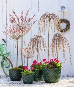 Stängelprimel, Verschiedene Farben -Compo Verkaufsgeschäft 7464738 8816498 6705461 WE MO 001 KaetzchenweideStaengelprimelTopfElite