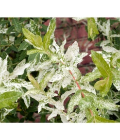 Zwerg-Weidenstämmchen 'Hakuro Nishiki' -Compo Verkaufsgeschäft 7465248 WE MO 001 HarlekinWeideZierWeideHakuroNishikiSalixNishikiSt