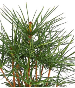 Japanische Schirmtanne -Compo Verkaufsgeschäft 7469760 PR DE 001 SciadopitysVerticillataDehnerExpressHerzig