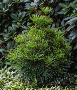 Japanische Schirmtanne -Compo Verkaufsgeschäft 7469760 WE MO 001 SciadopitysVerticiliata