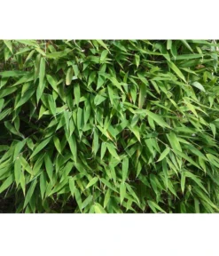 Schirmbambus 'Jumbo' -Compo Verkaufsgeschäft 7471675 PR DE 001SchirmbambusJumboLoewenbaumpixabay