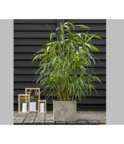 Schirmbambus 'Jumbo' -Compo Verkaufsgeschäft 7471675 PR MO 001 BambusSinMurJumbo2L