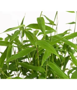 Schirmbambus 'Jumbo' -Compo Verkaufsgeschäft 7471816 WE DE 001 SinarundinariaNitidaBambus1LDehnerExpressHerzig