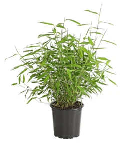 Schirmbambus 'Jumbo'