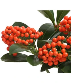 Japanische Frucht-Skimmie 'Temptation' -Compo Verkaufsgeschäft 7472467 WE DE 001 SkimmiaSkimmieJaponicaTemptation18CDehnerExpressHerzig