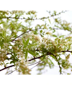 Rispenspiere 'Grefsheim' -Compo Verkaufsgeschäft 7484132 WE DE 001 SpierstrauchSpireaGrefsheim5LDehnerExpressZS