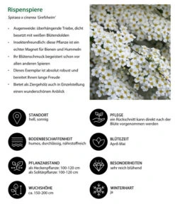 Rispenspiere 'Grefsheim' -Compo Verkaufsgeschäft 7484132 WE IG 001 Rispenspiere