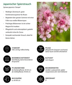 Japanischer Spierstrauch 'Genpei' -Compo Verkaufsgeschäft 7484561 WE IG 001 JapanischerSpierstrauch