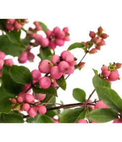 Blütenhecke 'Mother Of Pearl', 4er-Set -Compo Verkaufsgeschäft 7488471 WE DE 001 SymphoricarposSchneebeereRosaT19