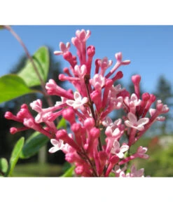 Zwerg-Duftflieder 'Tinkerbelle' -Compo Verkaufsgeschäft 7489156 BildD 001 ZwergDuftfliederTinkerbelleSyrTinkerbelle