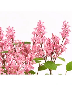 Zwerg-Duftflieder 'Tinkerbelle' -Compo Verkaufsgeschäft 7489156 WE DE 003 SyringaFliederTinkerbelle3LDehnerExpressHerzig