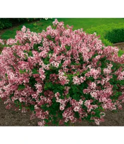 Chinesischer Zwerg-Flieder 'Palibin' -Compo Verkaufsgeschäft 7489792 BildFS 001 ChinesischerZwergFliederSyrMeyeriPalibin