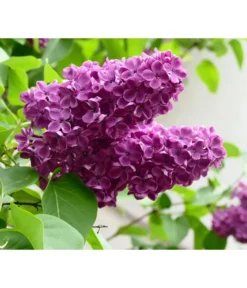 Edelflieder 'Andenken An Ludwig Späth'