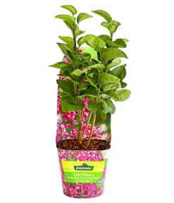 Edelflieder 'Andenken An Ludwig Späth' -Compo Verkaufsgeschäft 7492382 WE FS 001 FliederSyringaAndenkenAnLudwigSpaeth2LiterDehnerExpressHerzig