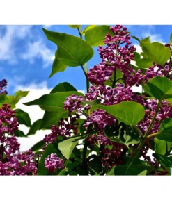 Edelflieder 'Andenken An Ludwig Späth' -Compo Verkaufsgeschäft 7492473 PR DE 001 SyringaAndenkenLSPixabay