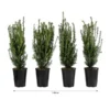 1 Meter Becher-Eibe 'Hillii', 4 X Ca. 60-70 Cm