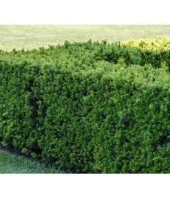 3 Meter Europäische Eibe, 6 X Ca. 125-150 Cm -Compo Verkaufsgeschäft 7496714 PR MO 001 TaxusEibeBGALucknerMai2017 1