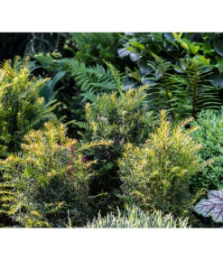 7 Meter Europäische Eibe, 14 X Ca. 125-150 Cm -Compo Verkaufsgeschäft 7496714 PR MO 001 TaxusEibeGWLucknerMai2017