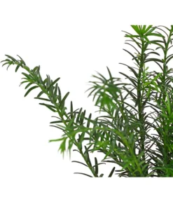 7 Meter Europäische Eibe, 14 X Ca. 100-125 Cm -Compo Verkaufsgeschäft 7497100 PR DE 001 TaxusEibeBaccata9CDehnerExpressHerzig