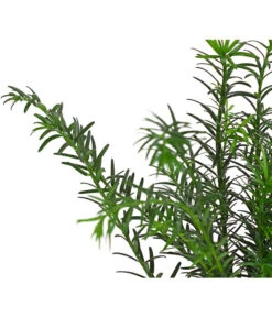 7 Meter Europäische Eibe, 14 X Ca. 125-150 Cm -Compo Verkaufsgeschäft 7497100 PR DE 002 TaxusEibeBaccata9CDehnerExpressHerzig