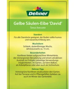 Gelbe Säuleneibe 'David' -Compo Verkaufsgeschäft 7503980 GelbeSaeulen EibeDavid Etikett 2