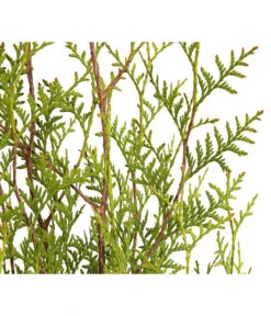 7 Meter Lebensbaum 'Brabant', 14 X Ca. 125-150 Cm -Compo Verkaufsgeschäft 7511009 WE DE 001 LebensbaumThujaOccidentalisBrabant3L 1