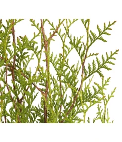 8 Meter Lebensbaum 'Brabant', 20 X Ca. 125-150 Cm -Compo Verkaufsgeschäft 7511009 WE DE 001 LebensbaumThujaOccidentalisBrabant3L 3