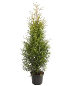 Lebensbaum 'Brabant'